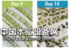 超聲波除藻技術(shù)
